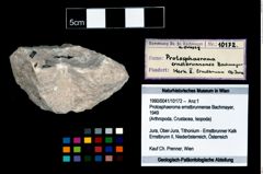 Foto (Objekt + Etikett) von Protosphaeroma ernstbrunnense (Bachmayer, 1949)  (NHMW-GEO-1990-0041-10172)